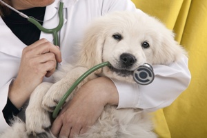 How to Find a Puppy Image